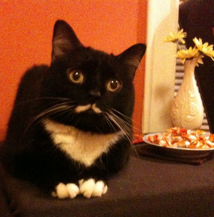 Black and white cat with unique markings, illustrating people sharing the funny new names they call their pets.