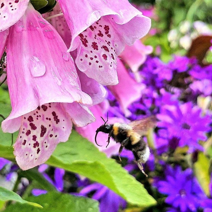 Gardening A New Found Hobby