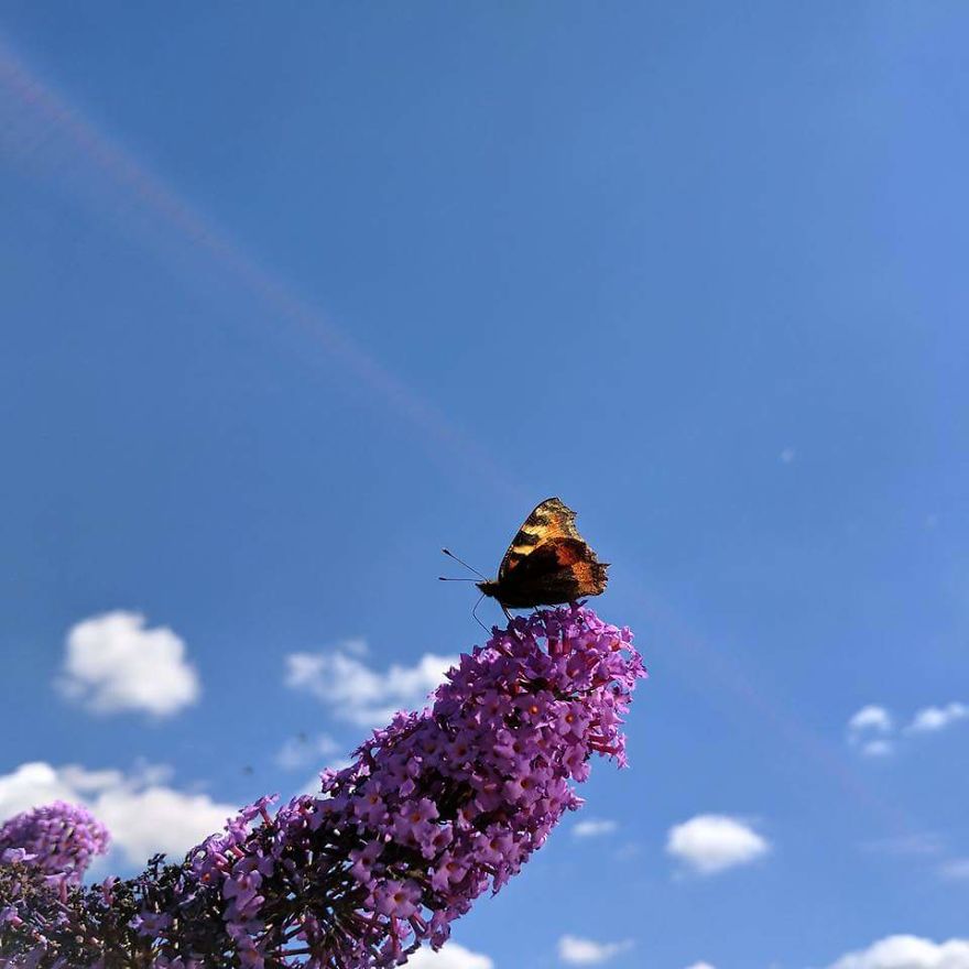 Gardening A New Found Hobby