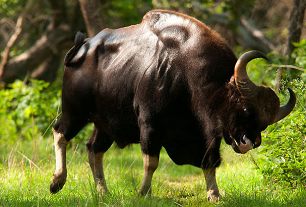 Wildlife Sanctuary In Chhattisgarh