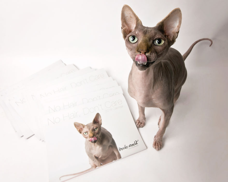 I Made A Calendar Of Sphynx Cats For 2018 That Takes Nude To A Whole New Level I Made A Calendar Of Sphynx Cats For 2018 That Takes Nude To A Whole New Level