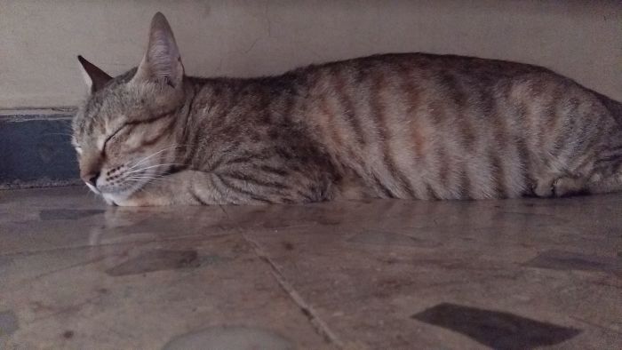 Tabby cat resting on the floor, illustrating people sharing funny new pet names instead of original ones.