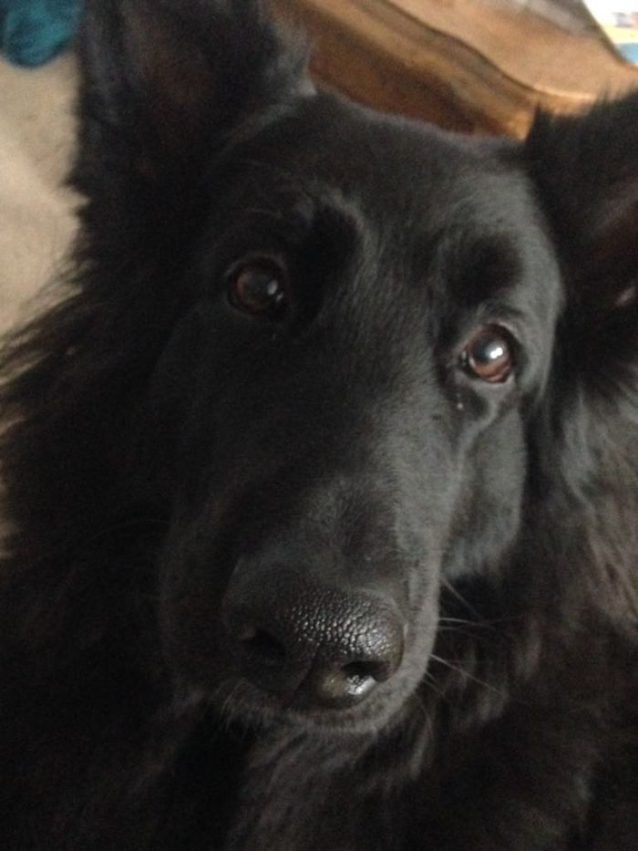 Close-up of a black dog with fluffy fur, part of a collection where people share the names they now call their pets.