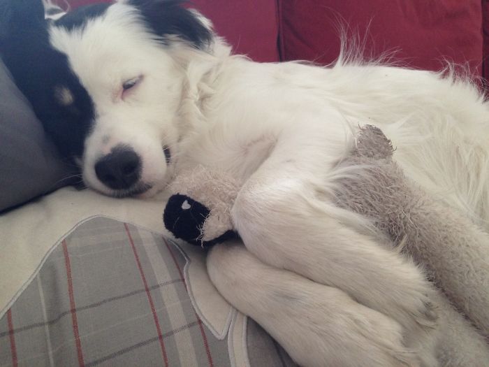 Sleeping black and white dog cuddling a stuffed toy, illustrating people sharing new pet names instead of the original ones.