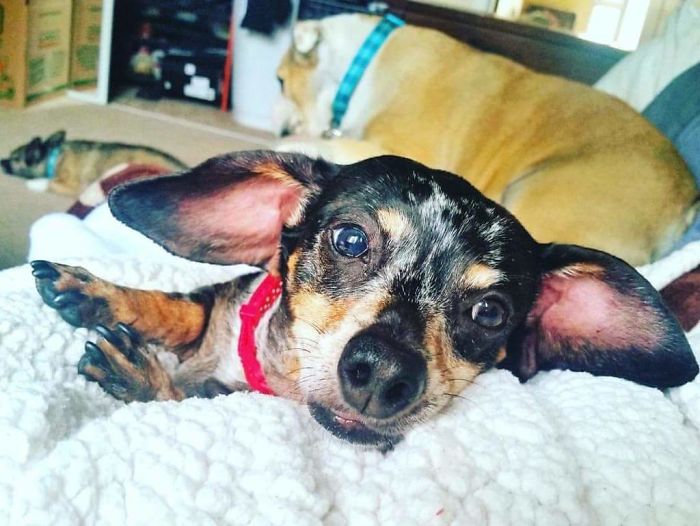 Type I Diabetic & Suspected Cushings Disease But She's Still My Sweet Pea