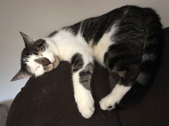 This Is Minnow. We Took Him In To Foster After His Brother Died. He Almost Lost His Hearing And Vision Vet Gave Him A 50/50 Survival. My Husband Took One Look At Him And Nursed Him For The First 2wks, He Never Returned To The Shelter And Is Now The New Owner Of This Chair!