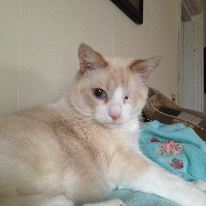 My Wonderful Rescue Cat Jack Love Him Lots