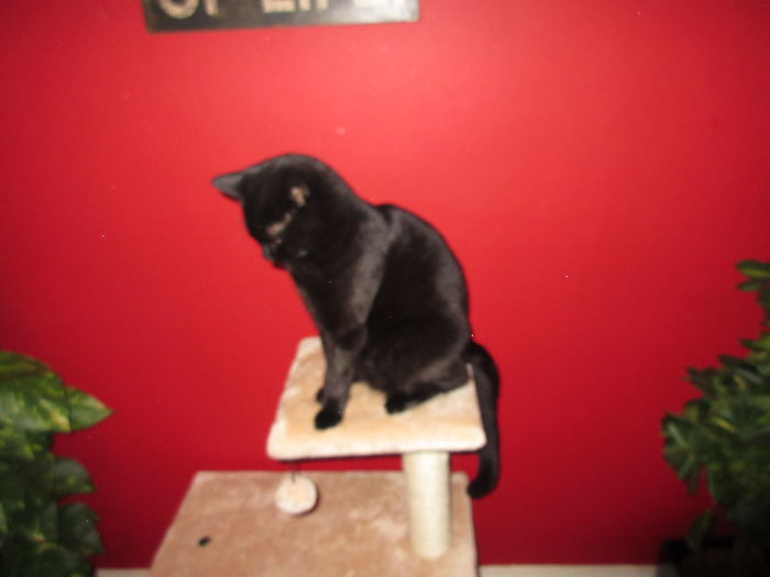 Black cat sitting on a beige cat tree, illustrating pet names people now call their pets instead of the original one.