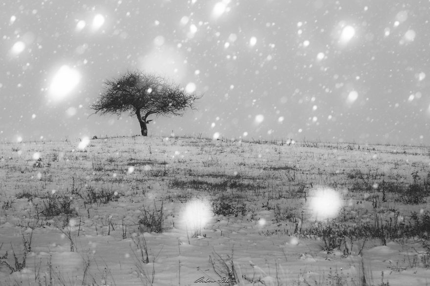 I Spent Years To Photograph The Exact Same Tree, But The Result Is Very Different. I Spent Years To Photograph The Exact Same Tree, But The Result Is Very Different.