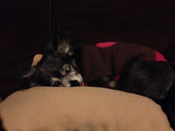 Ralphie, My Blind 18 Year-Old Dog