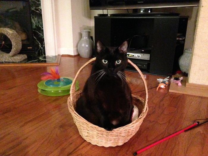 Black cat sitting inside a wicker basket on the floor, surrounded by pet toys, illustrating pets with new names.
