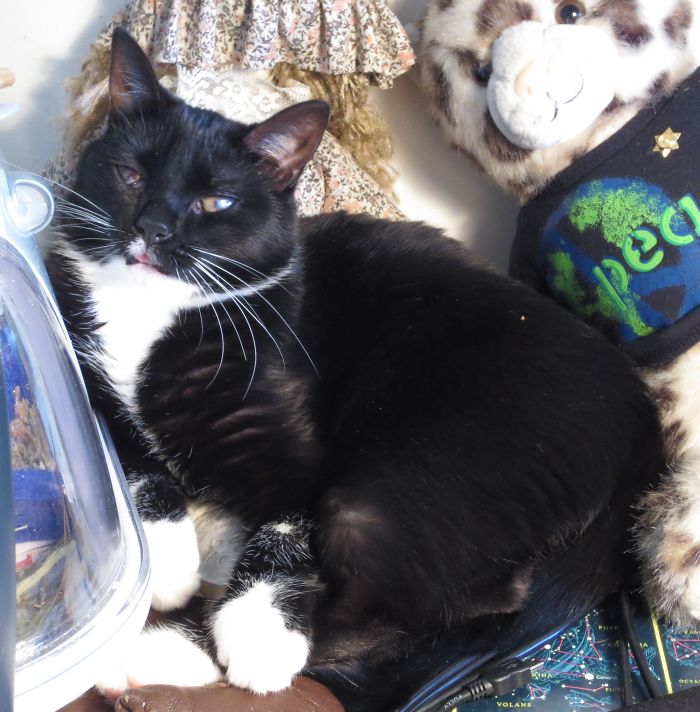 Finch. Right Eye Didn't Form Properly And The Left Is Covered By A Cataract. Sticks Her Tongue Out When She's Happy.