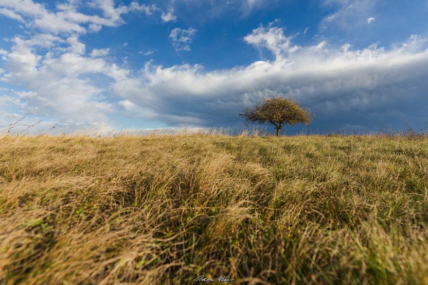 I Spent Years To Photograph The Exact Same Tree, But The Result Is Very Different. I Spent Years To Photograph The Exact Same Tree, But The Result Is Very Different.
