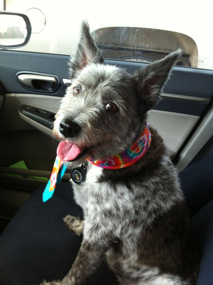 Pirate- A 14 Yo Rescue That Was Born Completely Deaf. Now Queen Of All She Sees.