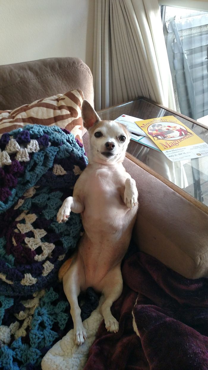 Maggie Lost An Ear To Cancer. She's Now Decided She Is Part Human.