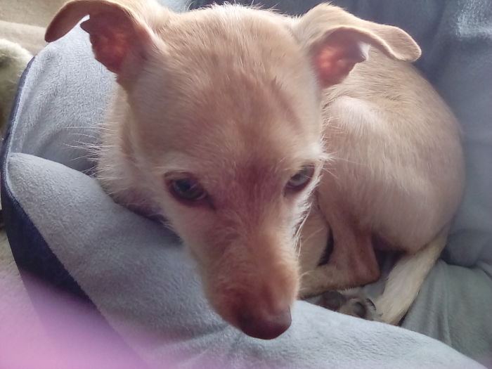 Small tan dog resting on a soft bed, representing people sharing the new names they call their pets instead of the original ones.