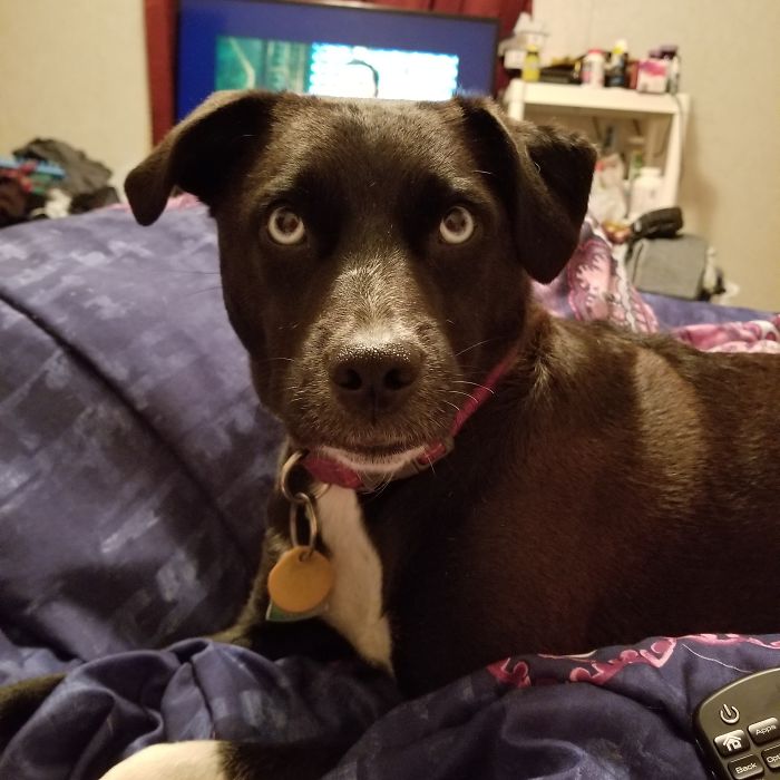 Aurora Borealis, Had Patio But Survived. Is Now Four Years Old, Has Bad Knees And The Hips Of An 8 Year Old Doggie. But She My Baby.