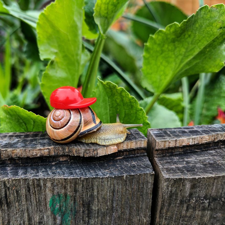 Gardening A New Found Hobby