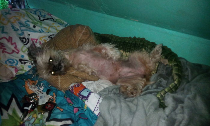 Hydee Was Born Under-Developed On Her Right Side. Her Front Right Leg Is A Little Chicken Wing.