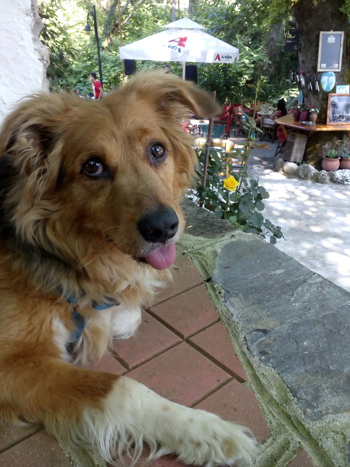 Golden dog sticking tongue out outdoors, illustrating pet names people now call their pets instead of original ones.