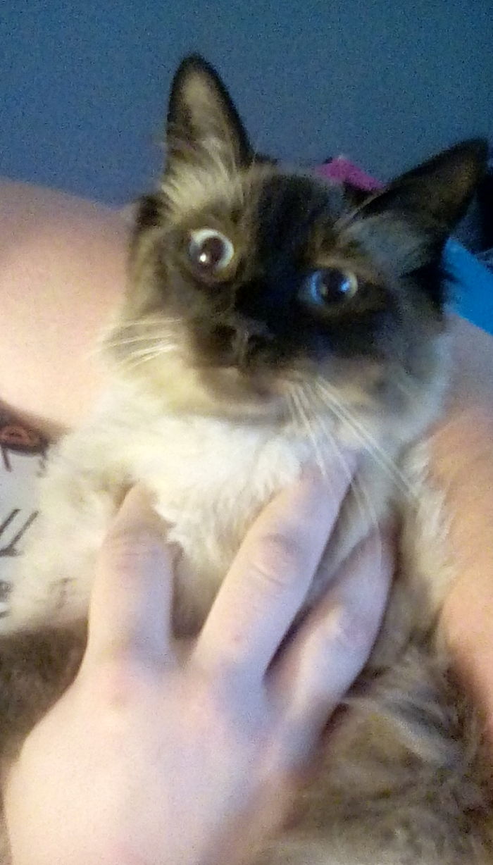 My Blind 3 Legged Cat!