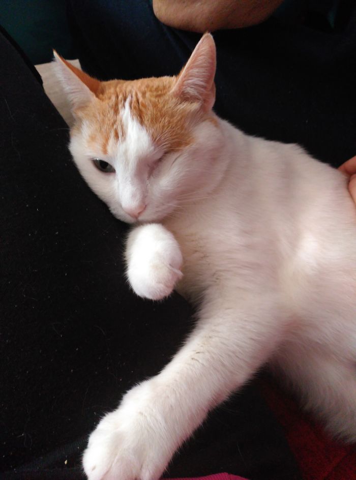 He Lost His Eye In A Fight. We Took Him Home To Take Care Of Him And He Is The Best Cat I've Ever Met.