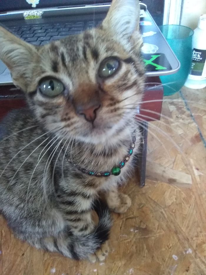 D'artanyan Is A Rescue.