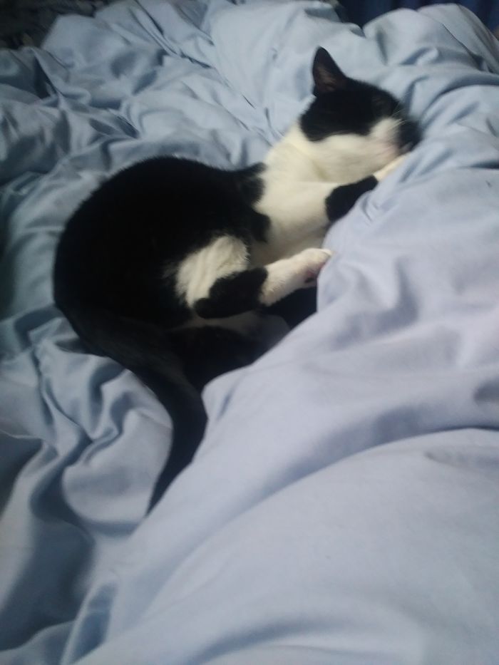 Black and white cat sleeping on soft light blue bedding, highlighting funny pet names people now use instead of original ones.