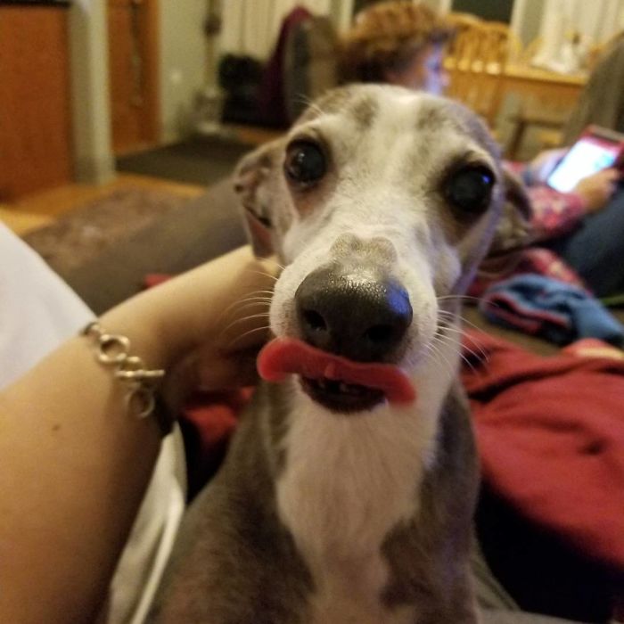 Rocky Has Seven Teeth And 3 Brain Cells. We Love Him Anyway.