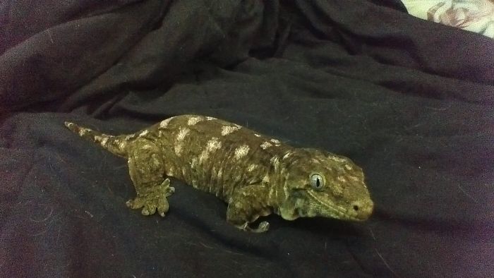 A pet gecko resting on dark fabric, illustrating unique names people now call their pets instead of the original one.