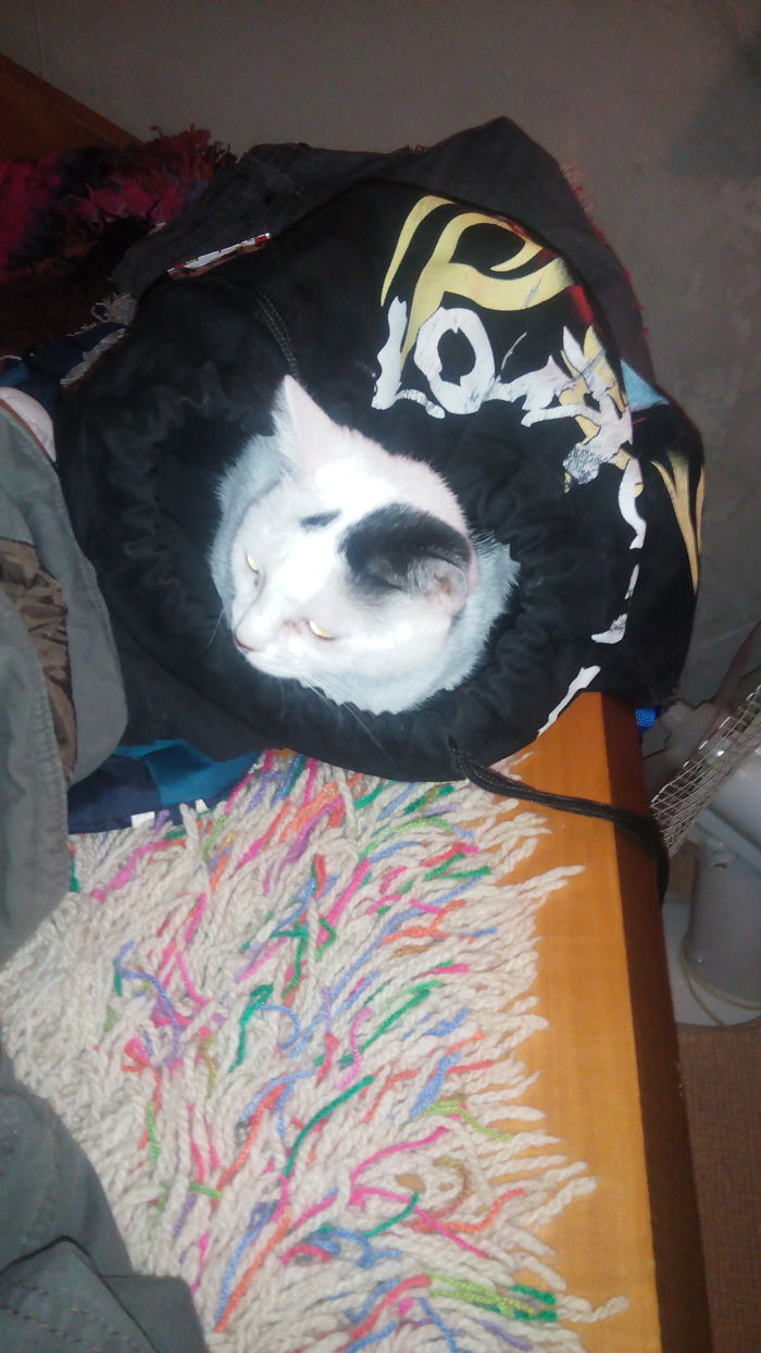 White and black cat resting inside a jacket on a colorful woven rug, showing pet names people now call their pets.