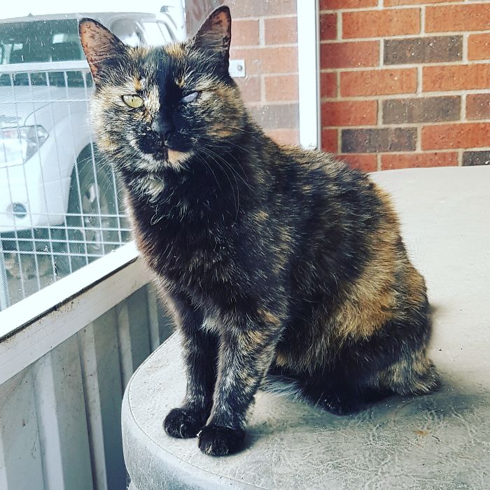 Minnie Has A Messed Up Eye From A Fight Years Ago. She Isn't In Any Pain!