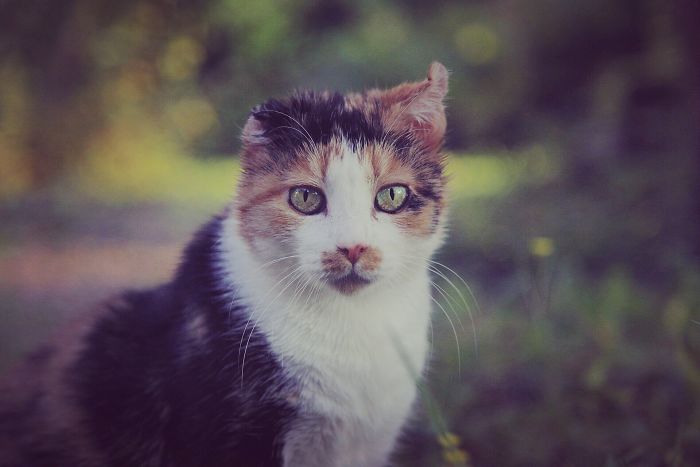 Jeudy Has Othaematoma. She Is My Very First Cat And I Adopted Her From An Animal Shelter Two Months Ago. We Discovered That She Has A Chronic Illness. I Love Her (And Her Feline Friend) More Every Day - They Make My Life Wonderful.