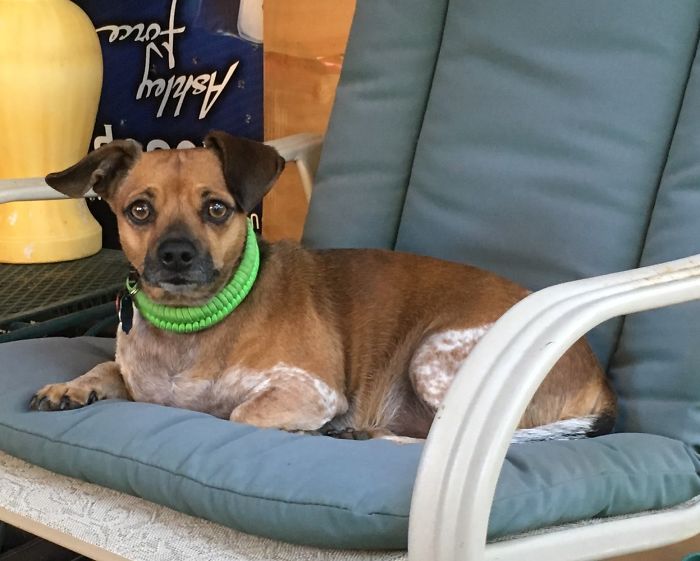 Small brown dog with a green collar resting on a cushioned chair, showcasing creative pet names shared by people.