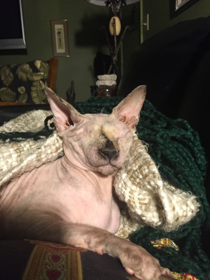 Nellie Bean, My Deaf, One-Eyed Sphynx With Vestibular Syndrome