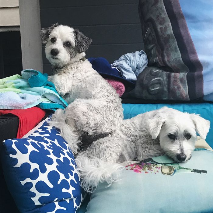 Two small white dogs resting on colorful pillows, people sharing the names they now call their pets instead of the original.