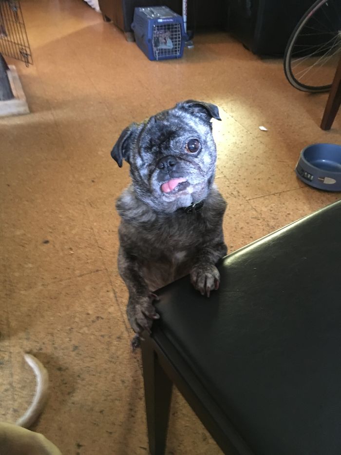 My Bf & Gf's Pug Leelah--They Rescued Her From A Puppy Mill. I Love My Little Snorcher!!