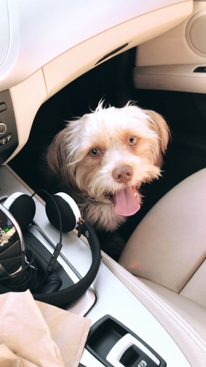Happy dog sitting in a car's interior, illustrating people sharing the names they now call their pets instead of the original.