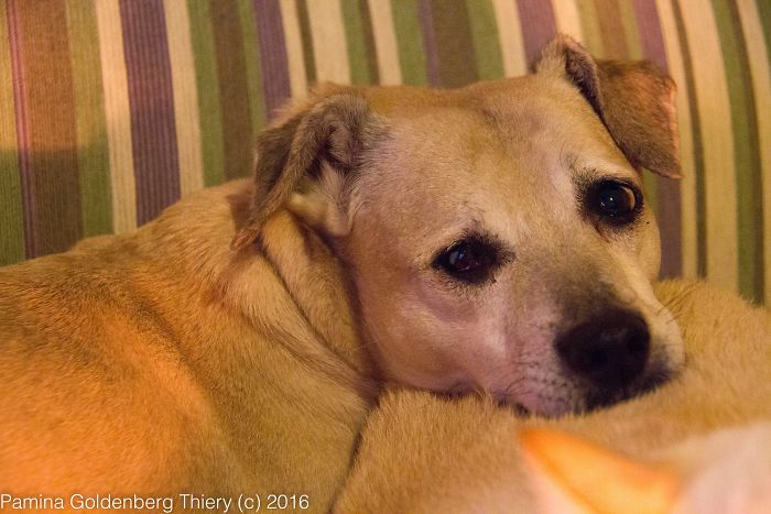 Juan, My Dad's One Eyed Dog. He Was Rescued From A Hoarding Situation And Lived In A Shelter 4 Years. He Was So Shy Nobody Payed Atention To Him