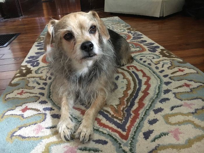 Small mixed breed dog lying on a colorful patterned rug, related to pet names people now call their pets.