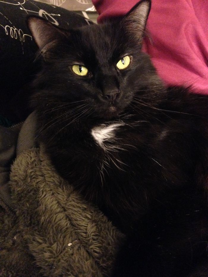 Black cat with yellow eyes resting on a soft blanket, illustrating people sharing the names they now call their pets.