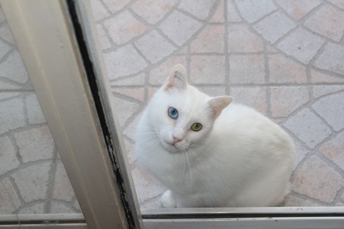 Meet Motus, My Shelter Cat. Among A Lot Of Other Lovely Kittens, It Was Him And No Other: Odd Eyes, Half-Deaf Of One Ear, Sick From Coryza, Tail Cut Because Of Human Abuse. Despite The Fact That He's Gone Through A Lot, He's Now A Furry Ball Of Love.