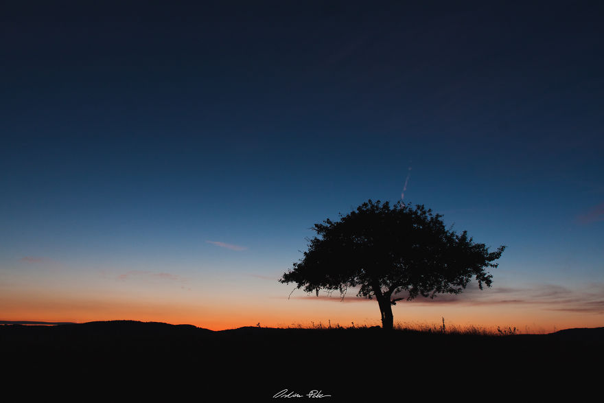 I Spent Years To Photograph The Exact Same Tree, But The Result Is Very Different. I Spent Years To Photograph The Exact Same Tree, But The Result Is Very Different.