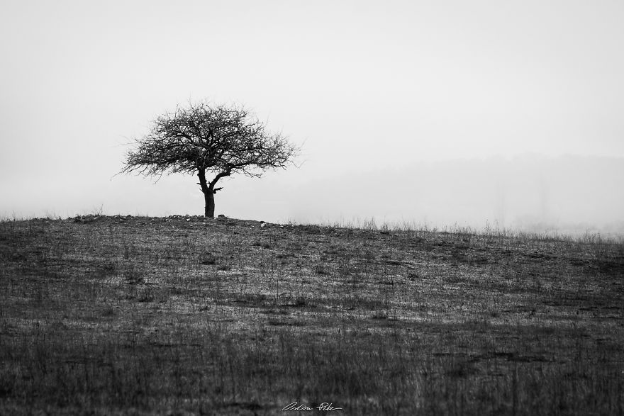 I Spent Years To Photograph The Exact Same Tree, But The Result Is Very Different.