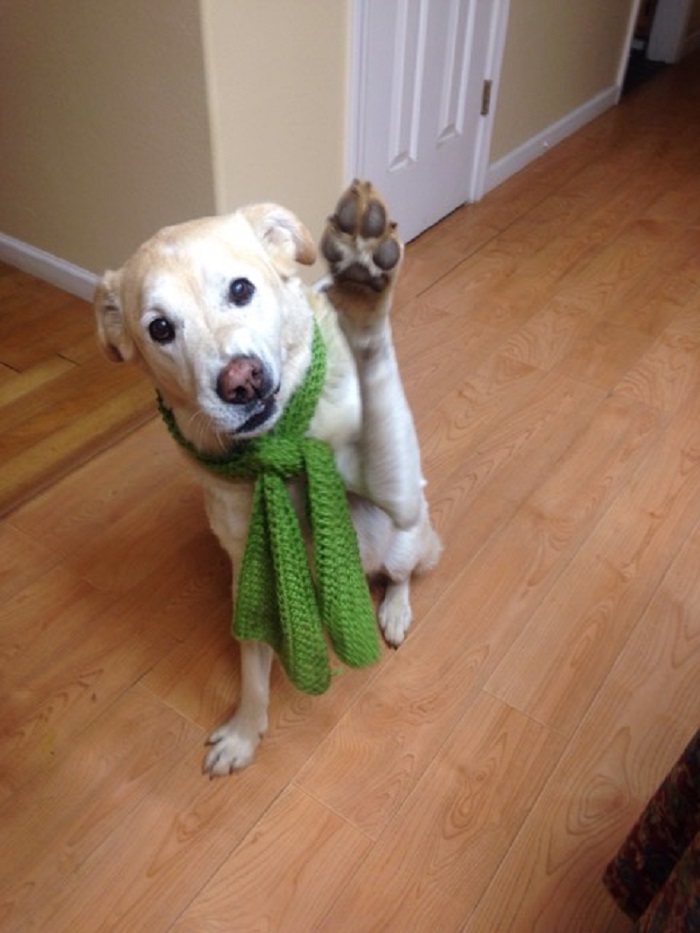 Dog wearing a green scarf raising paw indoors, illustrating people sharing the names they call their pets now.