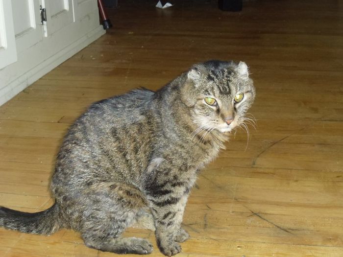 King Fred The Earless