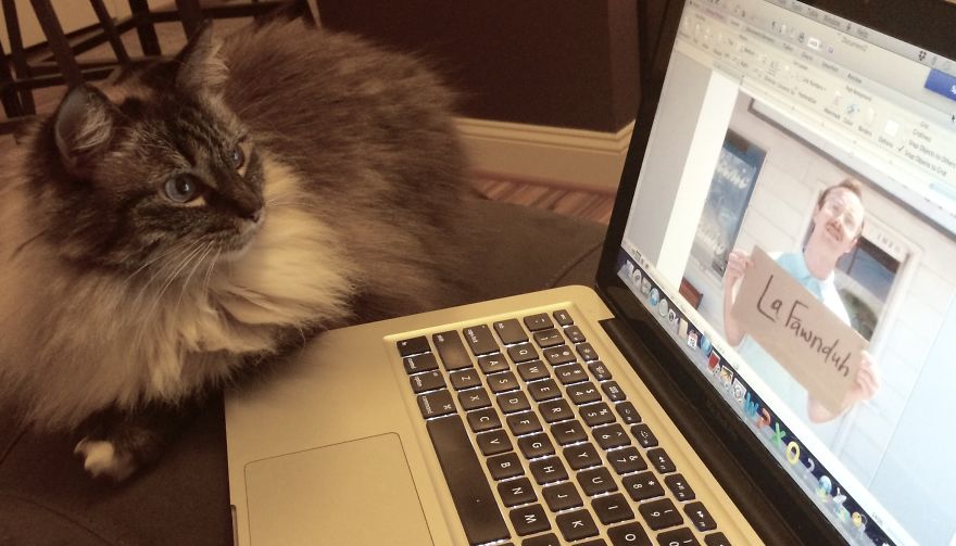 The Tail Of A Testy Kitty The Tail Of A Testy Kitty