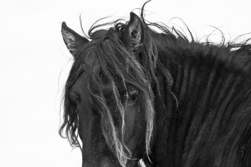 The Wild Horses Of Sable Island The Wild Horses Of Sable Island