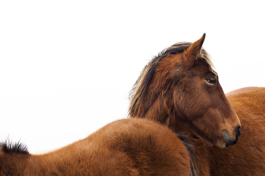 The Wild Horses Of Sable Island The Wild Horses Of Sable Island
