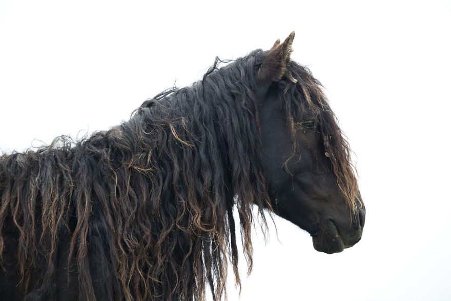 The Wild Horses Of Sable Island
